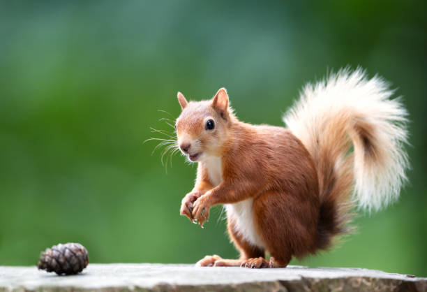istock Portrait of a cute red squirrel eating nuts on a tree stump 2170371110