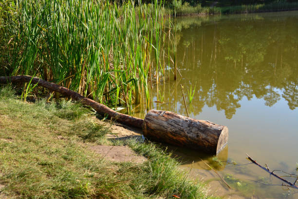 A serene lakeside scene features a secluded bench under the shade of lush willow leaves, evoking peace and contemplation in South Africa's natural beauty and tranquil outdoor environment.