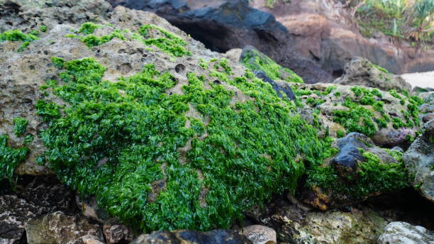 istock close up Ulva lactuca on coral 2170372191