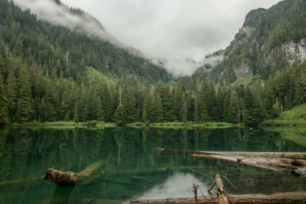 istock Logs Float Just Below The Surface Of Green Lake 2170372426