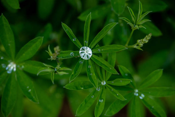 Recent Raindrops Look Like Jewels On Lupin Leaves