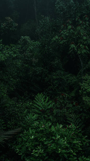 istock An aerial view or canopy tree top view of rainforest greenery ecosystem, concept of sustainable, conservation and environmental background. ecology exploration of earth, biodiversity and oxygen. 2170373104