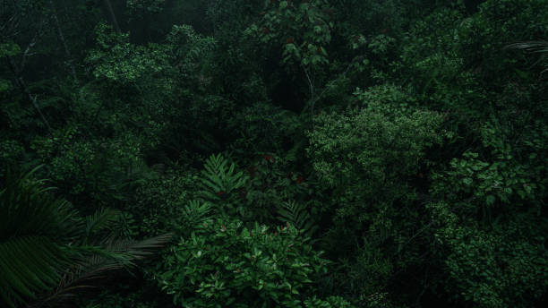 istock An aerial view or canopy tree top view of rainforest greenery ecosystem, concept of sustainable, conservation and environmental background. ecology exploration of earth, biodiversity and oxygen. 2170373115