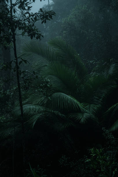 istock An aerial view or canopy tree top view of rainforest greenery ecosystem, concept of sustainable, conservation and environmental background. ecology exploration of earth, biodiversity and oxygen. 2170373146