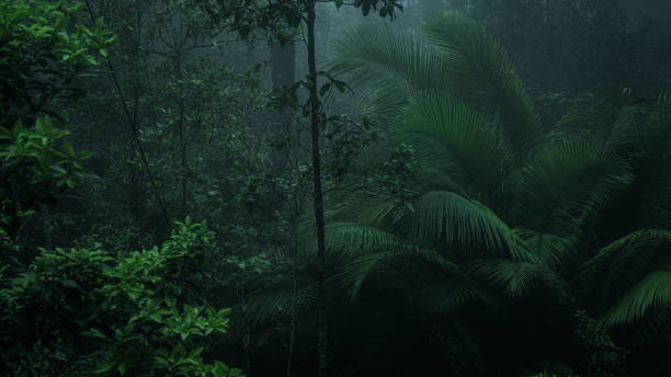 istock An aerial view or canopy tree top view of rainforest greenery ecosystem, concept of sustainable, conservation and environmental background. ecology exploration of earth, biodiversity and oxygen. 2170373178