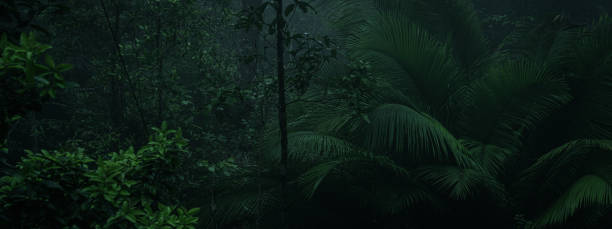 istock An aerial view or canopy tree top view of rainforest greenery ecosystem, concept of sustainable, conservation and environmental background. ecology exploration of earth, biodiversity and oxygen. 2170373179