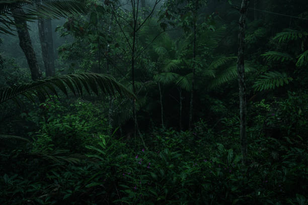 istock An aerial view or canopy tree top view of rainforest greenery ecosystem, concept of sustainable, conservation and environmental background. ecology exploration of earth, biodiversity and oxygen. 2170373204