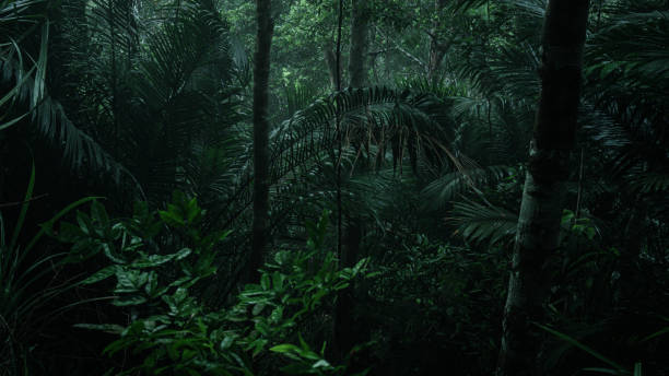 istock An aerial view or canopy tree top view of rainforest greenery ecosystem, concept of sustainable, conservation and environmental background. ecology exploration of earth, biodiversity and oxygen. 2170373211