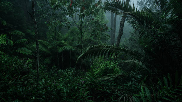 istock An aerial view or canopy tree top view of rainforest greenery ecosystem, concept of sustainable, conservation and environmental background. ecology exploration of earth, biodiversity and oxygen. 2170373218