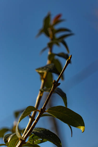 istock green leaves of tree or bush with blue sky background 2170374122