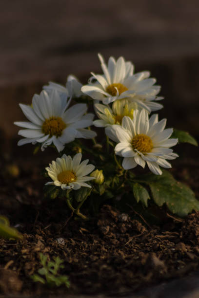 Daisy flower / Leucanthemum vulgare