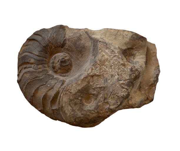istock fossil of Ammonite in the stone on white, isolated 2170374625