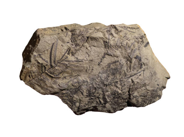 istock fossil of plant in the stone on white, isolated 2170376170