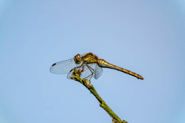 Dragonfly sitting on a dry plant in the meadow in summer