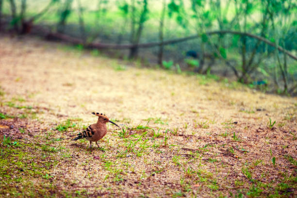 Hoopoe bird walks on the dry grass