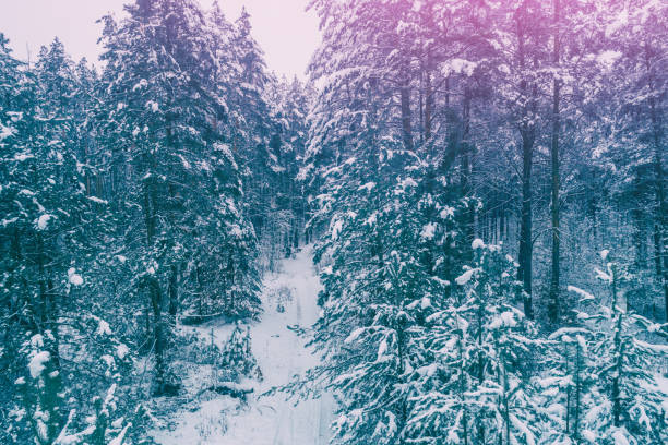 Nature winter background.  Snowy forest.  Pine trees covered with snow. Winter nature. Christmas background.
