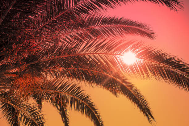 istock Palm tree leaves against gradient sunset sky. Tropical nature background; 2170379440