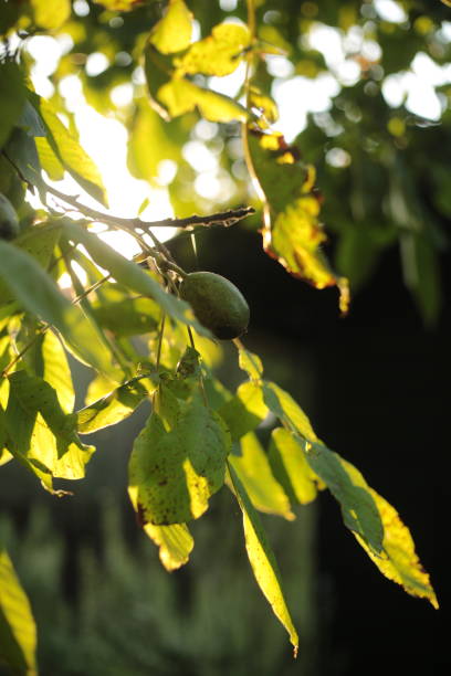 istock sunlit green leaves with green walnut on a branch 2170382986