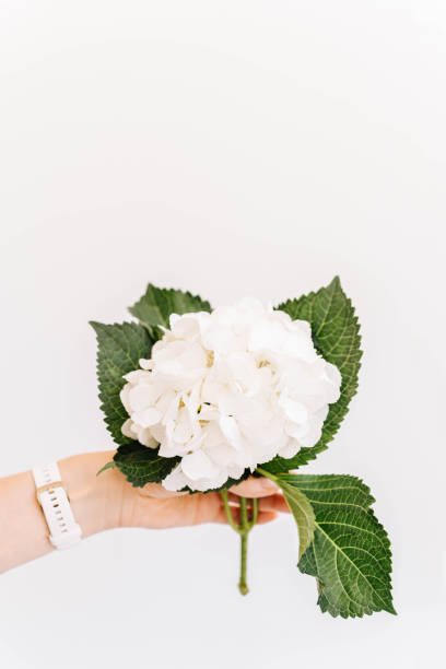 istock Beautiful white hydrangea flower in woman hand on white background 2170385012