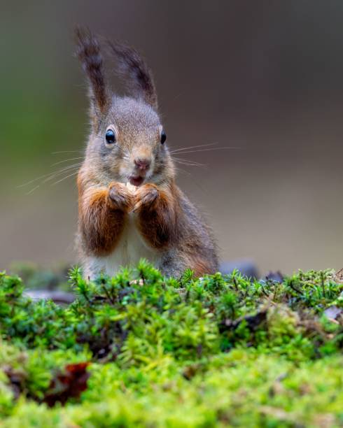 istock Close-up of a squirrel on mossy ground 2170387316