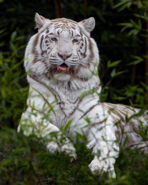 istock White tiger resting among green foliage. 2170387339