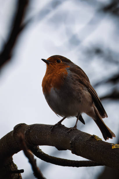 European Robin Perched on Tree Branch in Nature