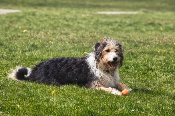 istock Shaggy Dog Resting on Grass with Ball in Park 2170388542