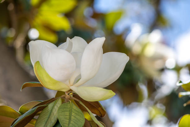 Close up of an opened   Southern Magnolia (Magnolia Grandiflora) in a Cape Cod garden on a warm July morning.