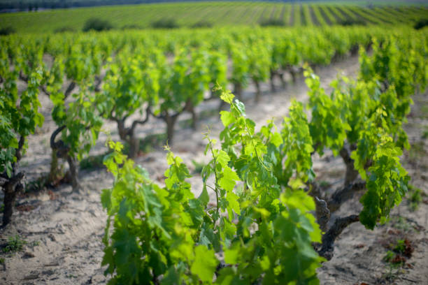 istock Vineyard in Carrion de los Cespedes Sevilla on a Sunny Day 2170389450