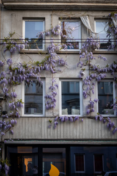istock Blossom season in Ghent 2170390618