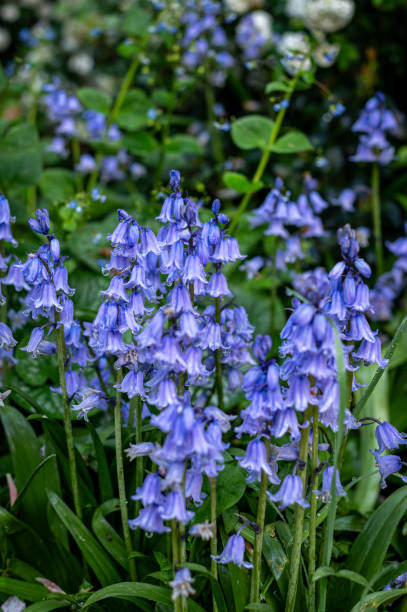 istock Blossom season in Ghent 2170390735