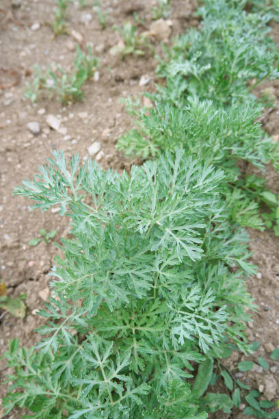 istock Artemisia absinthium plant close up 2170391202