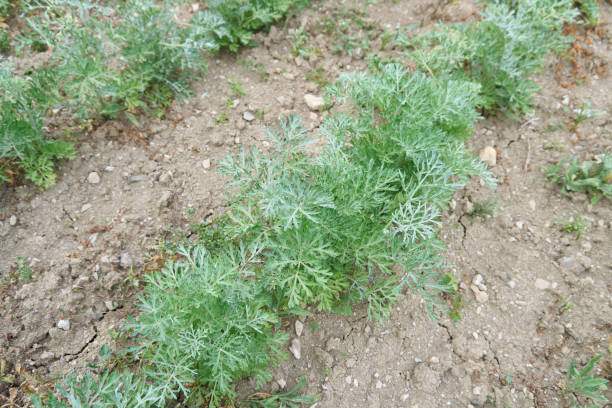 istock Artemisia absinthium plant close up 2170391206