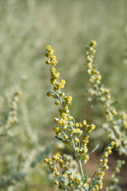 istock Artemisia absinthium plant close up 2170391219