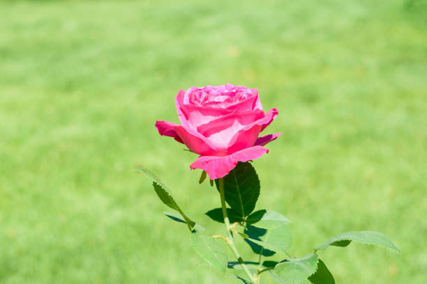 Beautiful blooming rose bud against blurred green grass. Walk in the park.