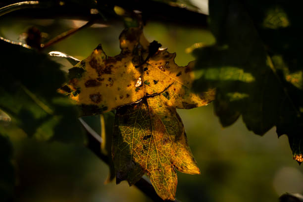 05.09.2024: Harbingers of autumn, the first leaves lose their greenEschweiler, Aachen, NRW, Germany