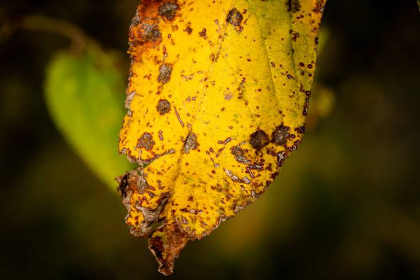 A single red-yellow leaf marked with dark natural spots stands out against a softly blurred forest floor. The photo emphasizes the textures and imperfections of nature, portraying the passage of time in autumn.