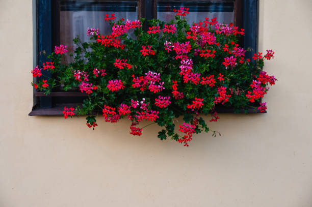 istock rustic wooden window with colorful flowers on sill 2170393440