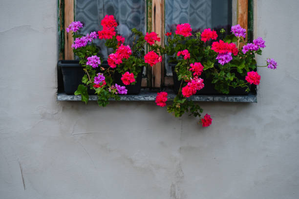 istock rustic wooden window with colorful flowers on sill 2170393481