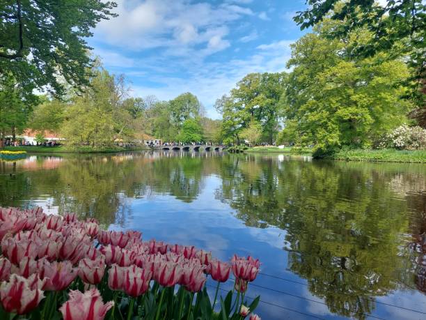 istock Tulips and a lake 2170393794