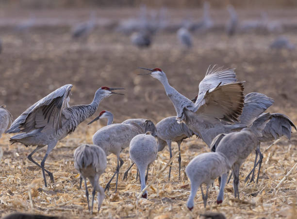 istock The Passionate Sandhill Cranes 2170393833