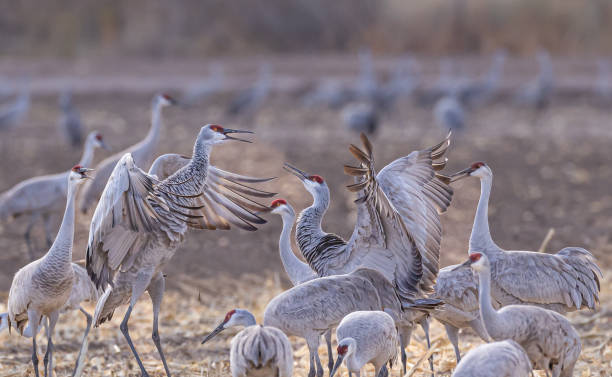istock A Beautiful Dance by Sandhill Cranes 2170393838