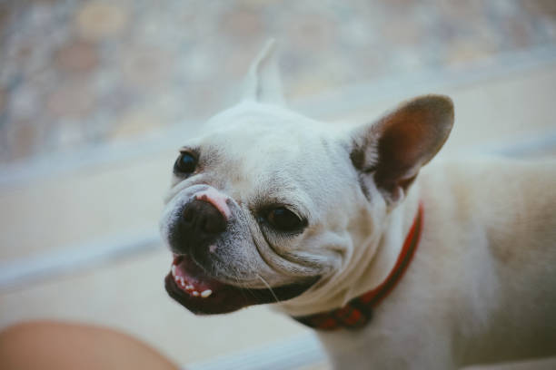 istock cute French bull dog 2170393849