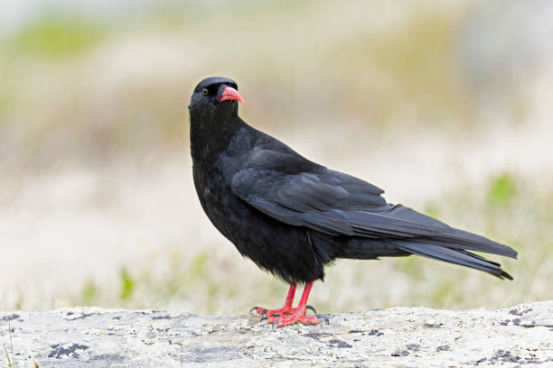 istock A red-billed chough (Pyrrhocorax pyrrhocorax) photographed at a low angle. 2170393924