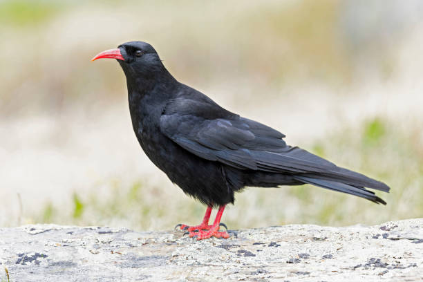 istock A red-billed chough (Pyrrhocorax pyrrhocorax) photographed at a low angle. 2170394002