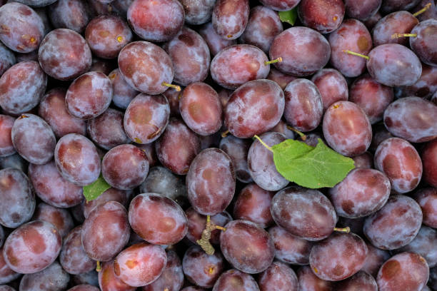 istock Green leaf on the purple color plums background. 2170395578