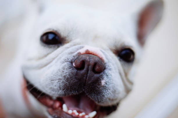 istock cute French bull dog 2170396191