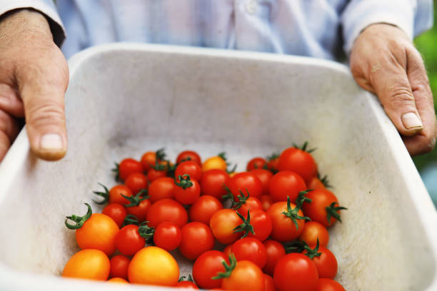 Ecological fresh farm cherry tomatoes on wooden background.
