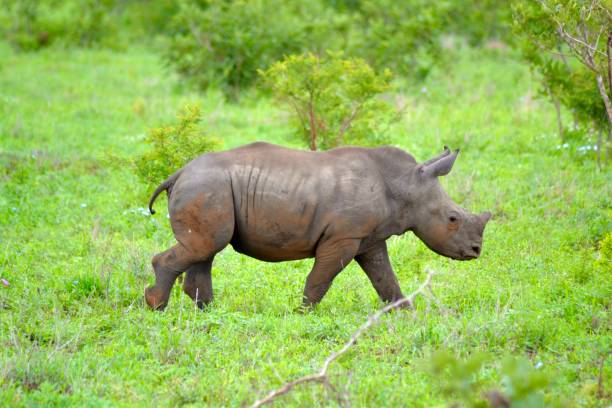istock Baby White Rhino 2170396513
