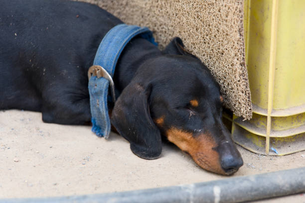 istock A black dachshund rests peacefully against a crate in a workshop during a sunny afternoon 2170396741